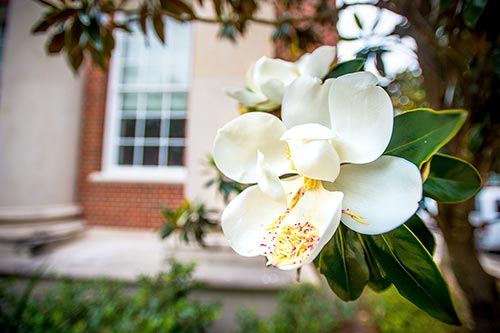  Sugar Magnolia on Tulane Campus